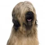 Briard характер и описание, грижа и поддръжка, болест