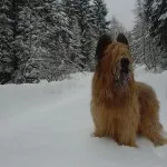 Briard характер и описание, грижа и поддръжка, болест