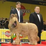 Briard характер и описание, грижа и поддръжка, болест