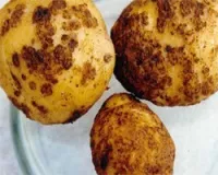 картофена болест, снимки, описание и третиране