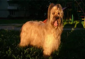 Briard характер и описание, грижа и поддръжка, болест