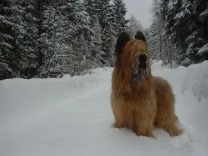 Briard характер и описание, грижа и поддръжка, болест