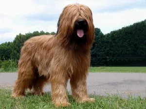 Briard характер и описание, грижа и поддръжка, болест