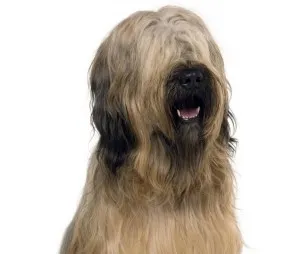 Briard характер и описание, грижа и поддръжка, болест