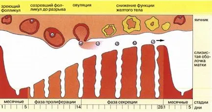 Болки в дясната страна в долната част на корема на жена