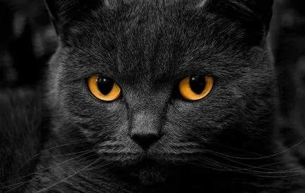 Британска котка - величествени и заоблени (25 снимки)