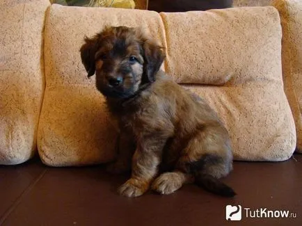 Briard куче порода описание