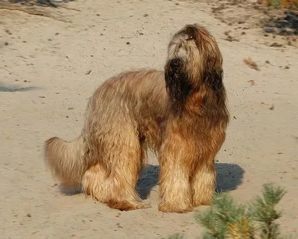 Briard - Куче порода