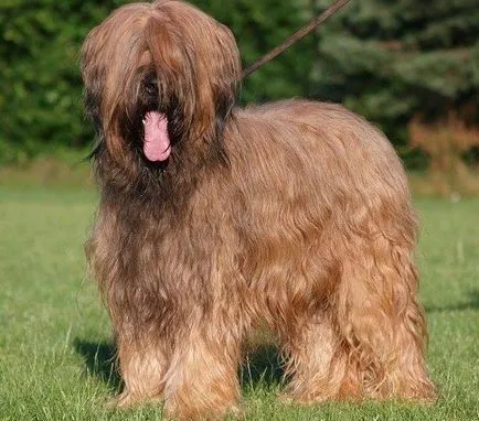 Briard куче снимка, описание порода, природа, грижи