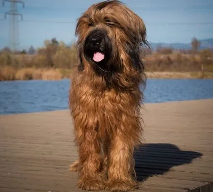 Briard куче снимка, описание порода, природа, грижи