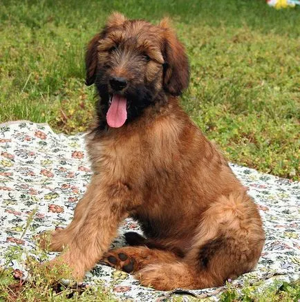 Briard - Куче порода
