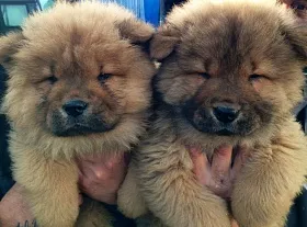 Chow Chow - снимка и описание порода, как да изберете кученце, цени, грижа и хранене, обучение и съдържание