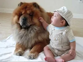 Chow Chow - снимка и описание порода, как да изберете кученце, цени, грижа и хранене, обучение и съдържание