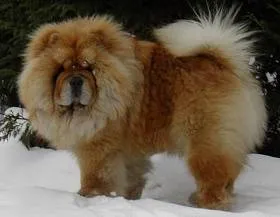Chow Chow - снимка и описание порода, как да изберете кученце, цени, грижа и хранене, обучение и съдържание
