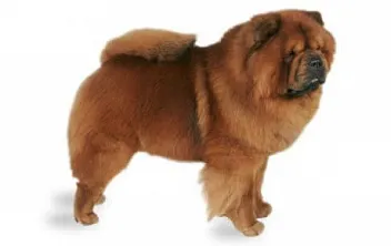 Chow Chow - снимка и описание порода, как да изберете кученце, цени, грижа и хранене, обучение и съдържание