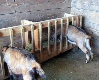 С какво да храним коза и деца емисия на маса