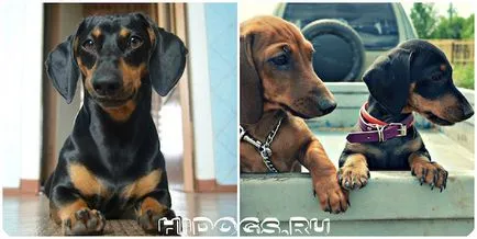 С какво да храним кученце дакел основите на правилното хранене (снимка)