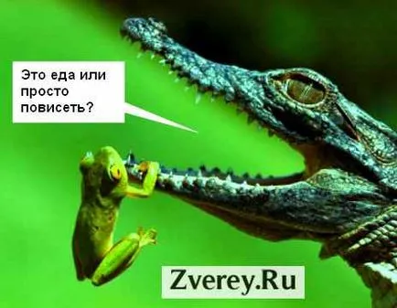 Крокодилите областта на фуражите и които могат да бъдат жертвата си