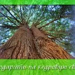 Това, което е представено на сатен сватба