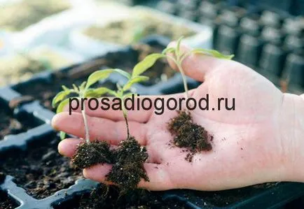 Фомозата в мерки за контрол на доматен разсад и лечение на заболявания, видео и снимки