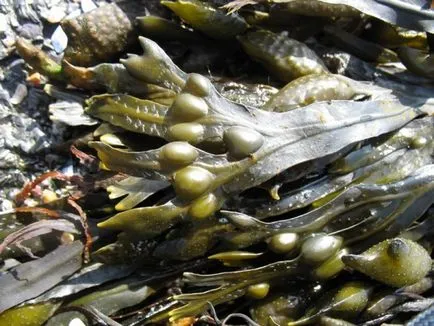 Какво дава и как да се направи водорасли тайна у дома, възможностите за загуба на тегло и от