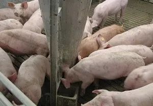 Какво яде своята система емисия прасето и някои технологии и