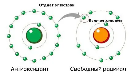 Какви са антиоксиданти и как работят те, почистване на човешкото здраве
