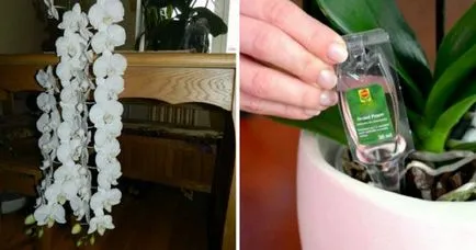 Какво да направя, за да цъфти орхидея стимулиране у дома (стимулация) Какво да направя, за да цъфти орхидея стимулиране у дома