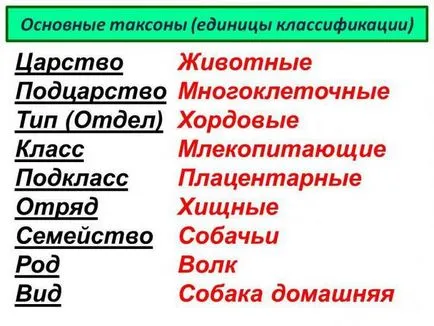 Какво е най-естествената система на природата (биология)