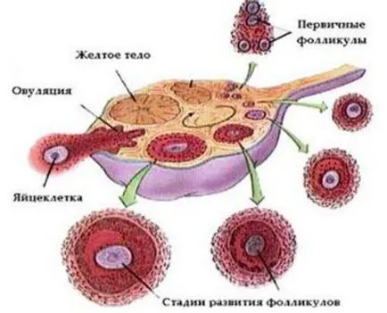 Какво е овулацията при жените
