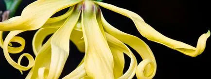 Illóolaj ilang-ilang haj alkalmazási módszerek hasznos tulajdonságok és a maszk (ilang-ilang) Az illóolaj a ylang-ylang haj alkalmazási technikák és előnyös tulajdonságait maszkok