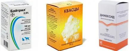 Ctafilokokk симптоми при кучета (със снимки) и лечение 