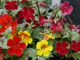 Циклама цвете - домашни грижи, за трансплантации и възпроизвеждане циклама; растение от циклама (вредители) Циклама цвете - домашни грижи, за трансплантации и възпроизвеждане циклама; циклама растение