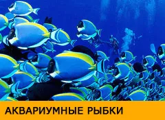 дезинфекция на аквариум