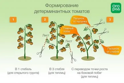 Определен сорт домати, които това означава,