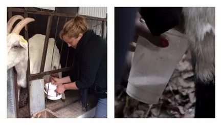Начало селекционера дава много мляко коза на ден