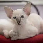 Екзотична котка агресия, снимки, всичко за порода, грижи, хранене, болестта
