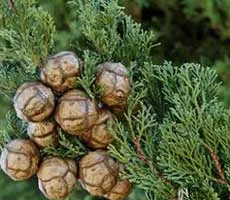 Cypress етерично масло имоти, приложение, противопоказания, рецепти и ревюта