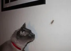 Начало стоножка - как да се отървете