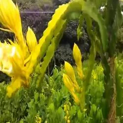 Dragon Fruit, питайя, дракон сърце, питайя, имена дракон очни и степени на полезни свойства