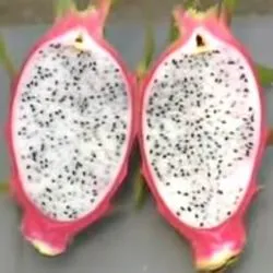 Dragon Fruit, питайя, дракон сърце, питайя, имена дракон очни и степени на полезни свойства