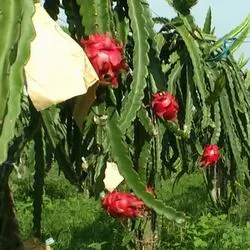 Dragon Fruit, питайя, дракон сърце, питайя, имена дракон очни и степени на полезни свойства
