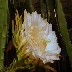 Dragon Fruit, питайя, дракон сърце, питайя, имена дракон очни и степени на полезни свойства