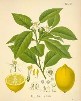 Lemon етерично масло за коса - всички тайни