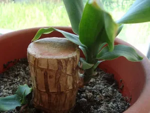 Dracaena как да пропагандира растения у дома