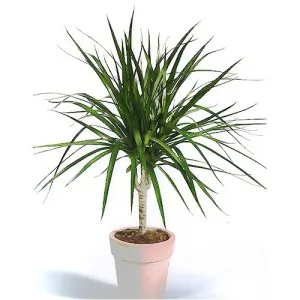 Dracaena marginata - граничи красота