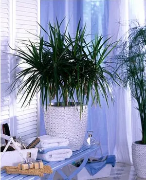 Dracaena marginata - граничи красота