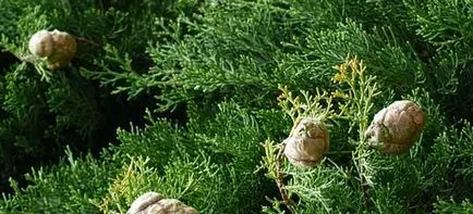 Cypress етерично масло имоти, приложение, противопоказания, рецепти и ревюта
