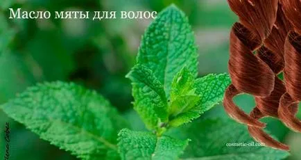 От съществено значение за свойствата на приложения коса ментово масло, изплакнете в шампоан