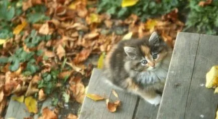 Ако къщата дойде една котка